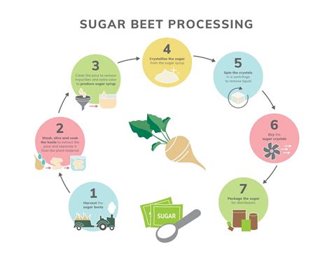 Sugar's Journey from Field to Table: Sugar Beets | Sugar.org