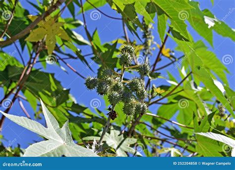 Castor Bean Fruits, Ricinus Communis, on Tree, Rio Stock Photo - Image ...