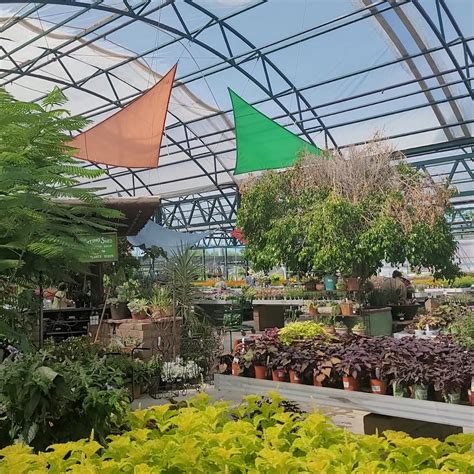 Mesquite Valley Growers Nursery: Your Destination for Quality Plants in ...