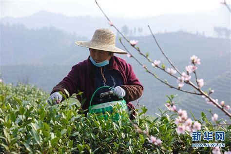 河南光山: 春暖花开采茶忙-现代快报网