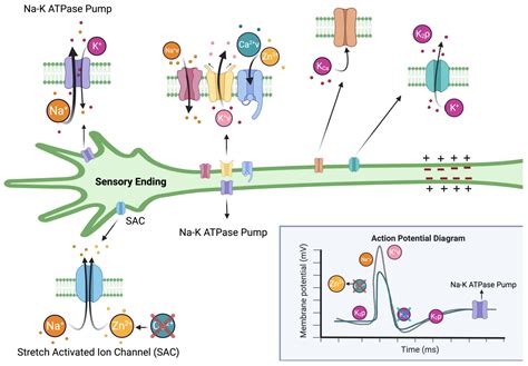 The Effects of Zinc on Proprioceptive Sensory Function and Nerve Conduction