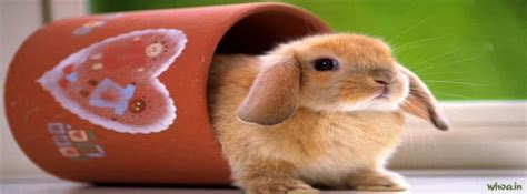 Rabbits #8 Facebook Cover Images