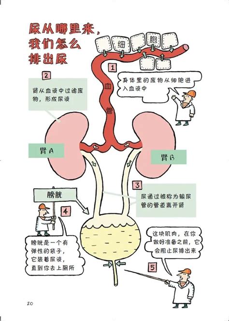 成年人一睡觉就尿床是什么原因 咋办呢 - 知乎