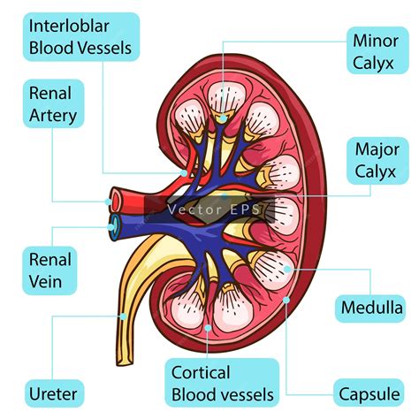 Components Of Kidney