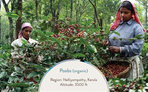 Koinonia KCROASTERS Poabs Organic Coffee from Nelliyampathy, Kerala 340 ...