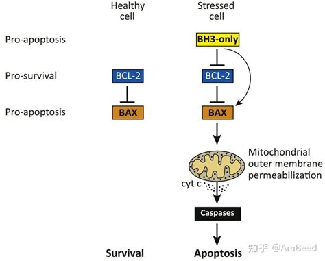 Bcf2 Structure 的图像结果