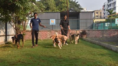 Pet hostels in high demand as holiday-season kicks in - Times of India