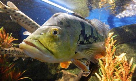 marine reef aquarium setup | salt water aquarium manufacturer ...