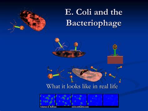 Viruses 的图像结果