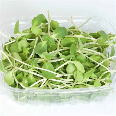 A Comprehensive Guide to Different Types of Sprouts