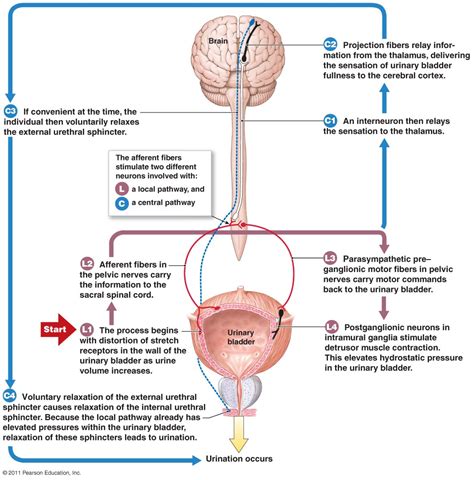 Functional Anatomy Of The Urinary System PPT Chapter 9 The Urinary