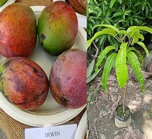 Dejestqoo Irwin Mango Plant (Grafted Plant Height 2-3 Feet) Hybrid 1 ...