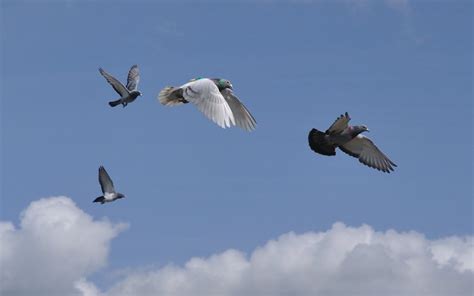 Pigeon flock members can 'overrule' incompetent leaders, research shows | University of Oxford