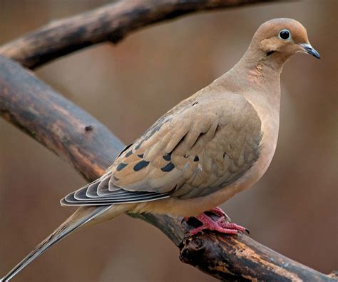 pigeon and dove - Kids | Britannica Kids | Homework Help