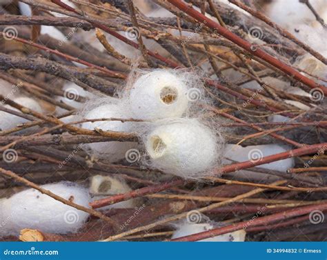 Cocoons of silkworm stock photo. Image of silken, detail - 34994832