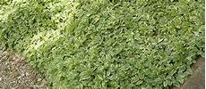 plantes vivaces pour talus plantes couvre sol pour talus table basse relevable plantes vivaces pour talus plantes couvre sol pour talus table basse relevable