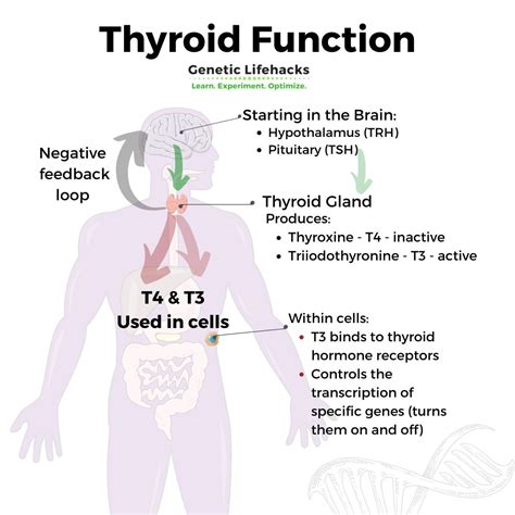 Thyroid Hormones: Genes, Hypothyroidism, and T4/T3 Conversion
