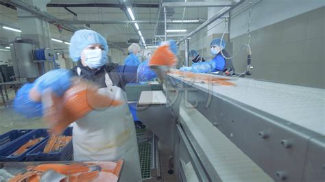 工作者在海鲜加工设备在An Giang，在Mekon的一个省中测试pangasius鱼片的颜色质量 编辑类库存图片 - 图片 包括有 冻结 ...