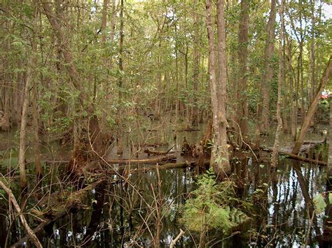 Osceola Swamp 4