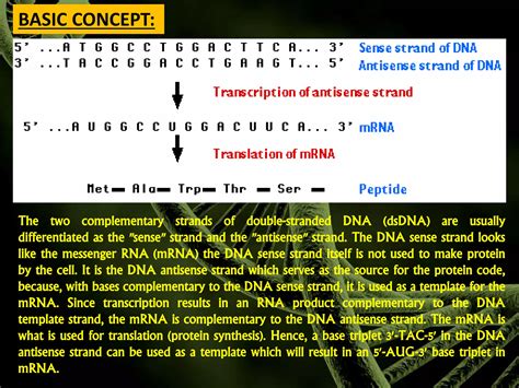 Sense And Antisense Strand