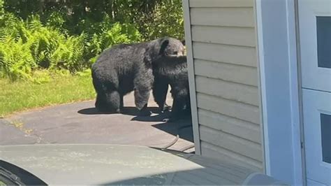 Bear sightings on the rise | wnep.com
