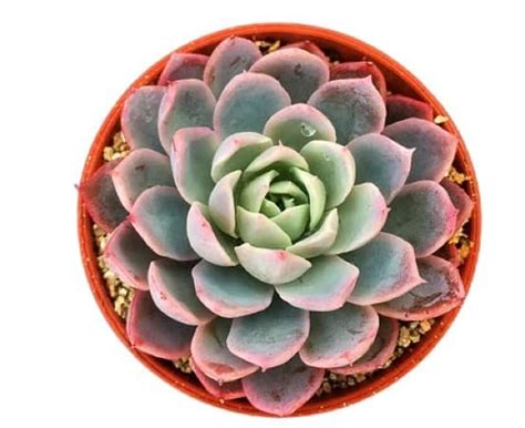 Nainileaf Echeveria ?Iresina? PVN Indoor & Outdoor Plant for Living ...
