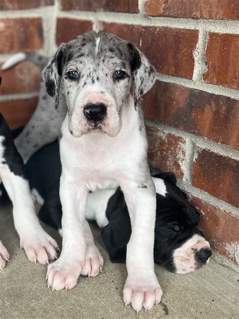 Merle Mantle Great Dane
