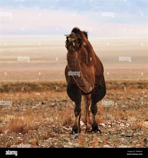Bactrian camel in the steppes of Mongolia. the transport of the nomad ...