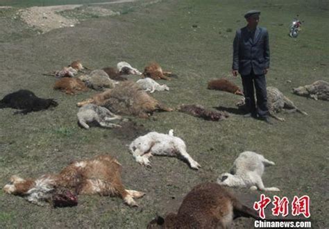新疆野狼袭击牧民羊群 咬死近40只羊(图)_新闻_腾讯网