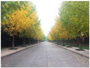 Naturalness in the City: Demographic Groups’ Differences in Preference ...