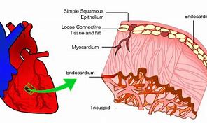 endocardial 的图像结果