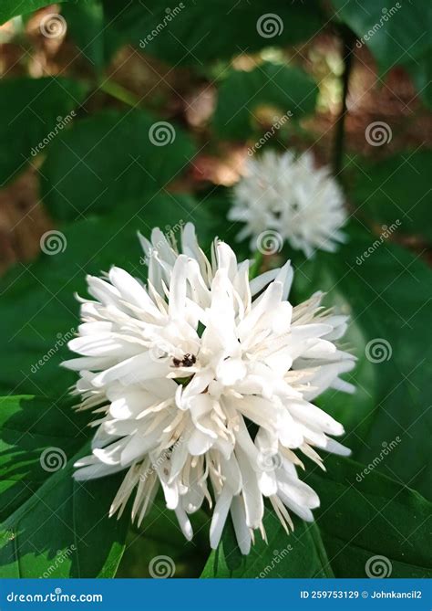 The White Coffee Flower is in Bloom and Smells Like Jasmine, it Attracts Insects To Come Closer ...
