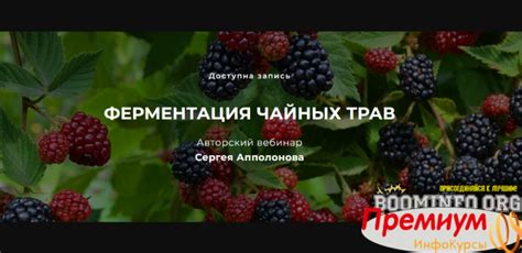 Курс [Cергей Апполонов] Ферментация чайных трав (2022) - скачать слив