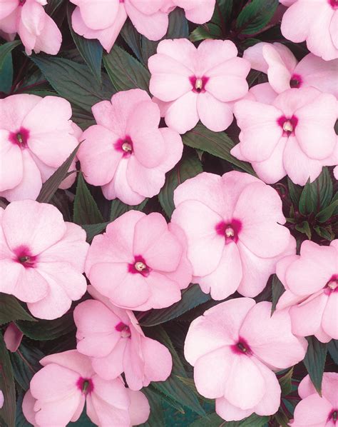 Sun Or Shade For New Guinea Impatiens at Eva Gopinko blog