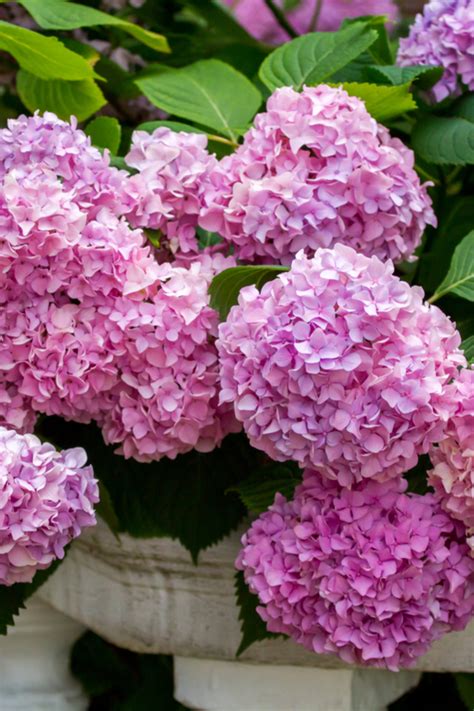 Image result for Pre-Spring Hydrangea Care