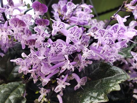 Mona Lavender Plectranthus – Crazy for Gardening