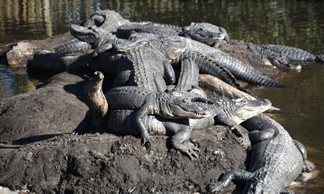 What Is A Group Of Alligators Called