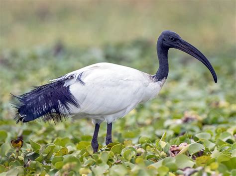 African Sacred Ibis - eBird