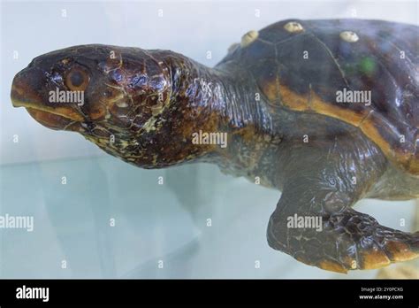 Image result for Turtle Inside Shell Cross Section