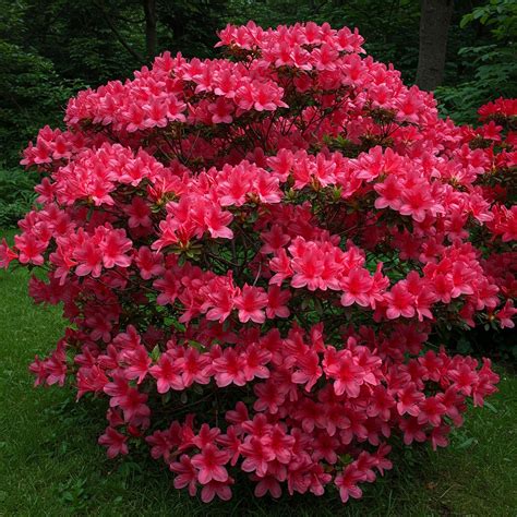 Are Azaleas Perennials or Annuals? Find Out Here