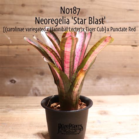 【送料無料】Neoregelia 'Star Blast'〔ネオレゲリア〕現品発送N0187 | plane plants