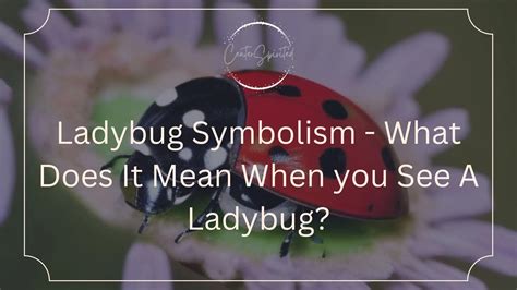 Ladybug Symbolism - What Does It Mean When you See A Ladybug?