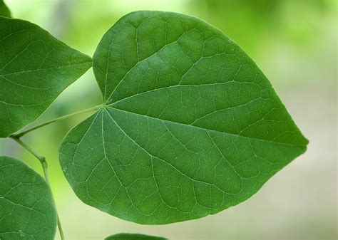 Free Leaf veins Stock Photo - FreeImages.com