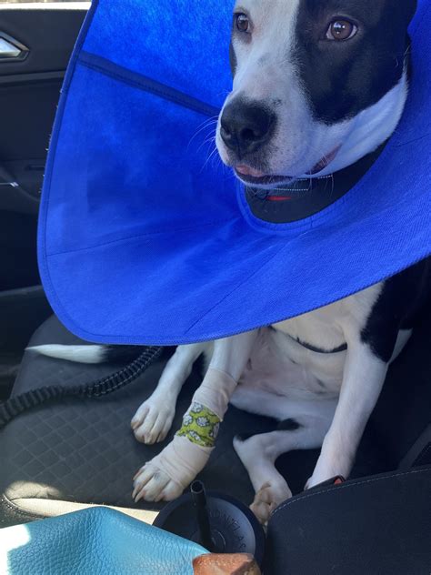 JUNALUSKA ANIMAL HOSPITAL - Waynesville NC - Hours, Directions, Reviews ...