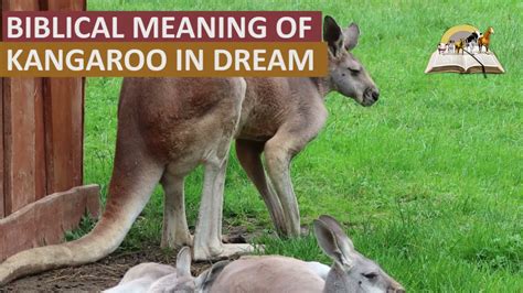 Unraveling the Aboriginal Lore: Kangaroo’s Sacred Symbolism
