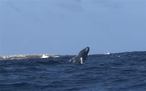 Grand Turk: Whale Watching – Saint Greg's Travels