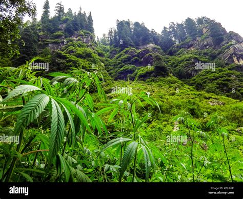 Cannabis plant growing in the wild at the mountains of Manali, India ...