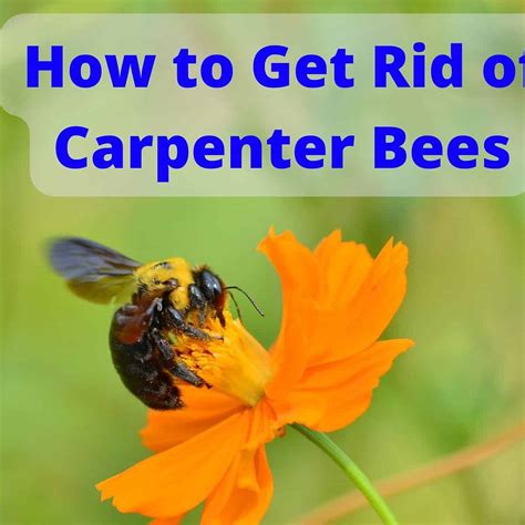 How To Get Rid Of Carpenter Bees In Soffit at Gemma Nock blog