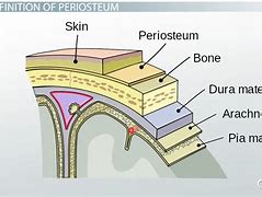 periosteum 的图像结果