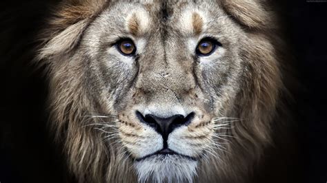 Free Animal Wallpaper 4K _ Animal 4k Wallpapers – IMUW